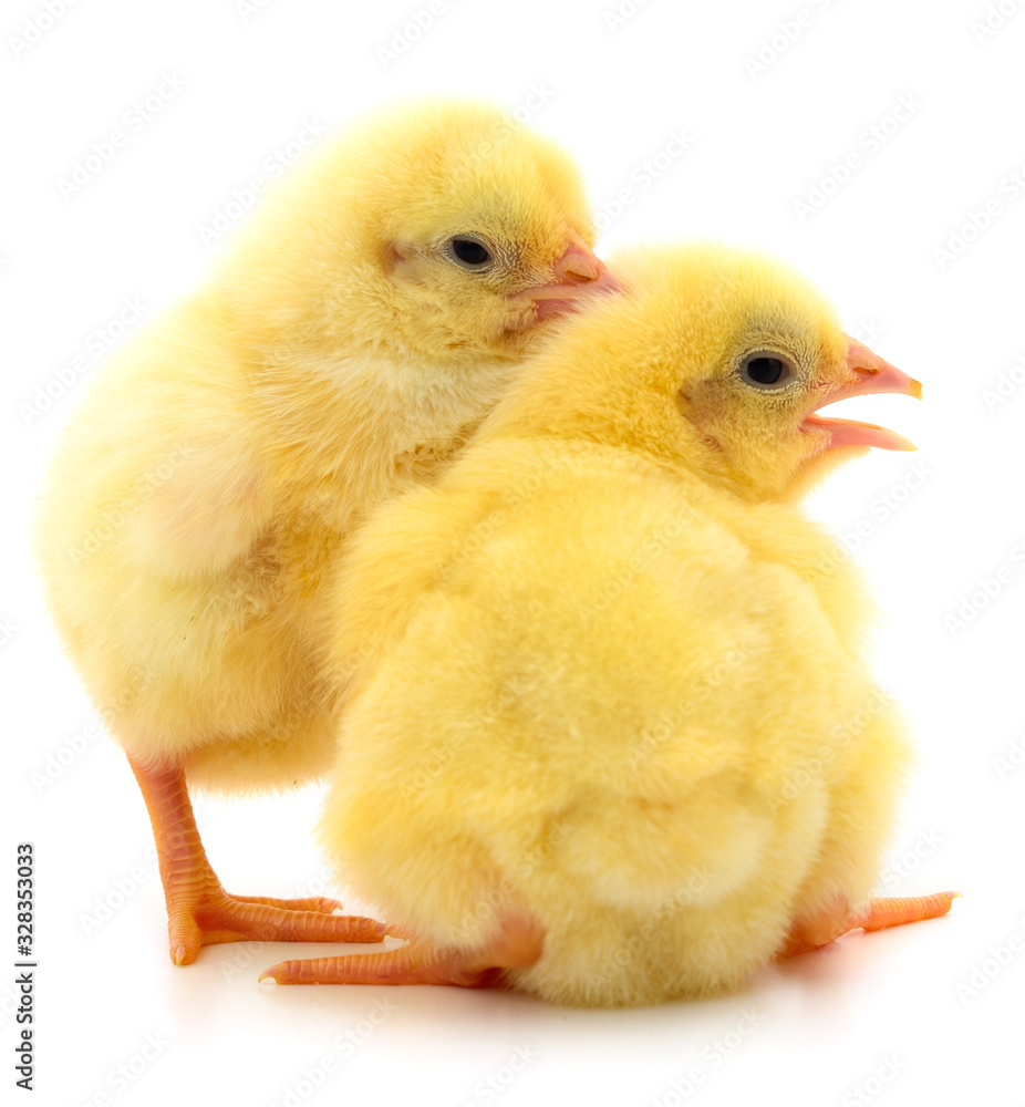 Obraz premium Two yellow chicken.