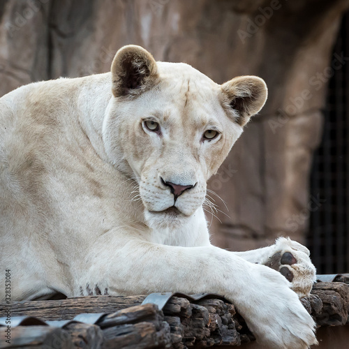 The female white lion