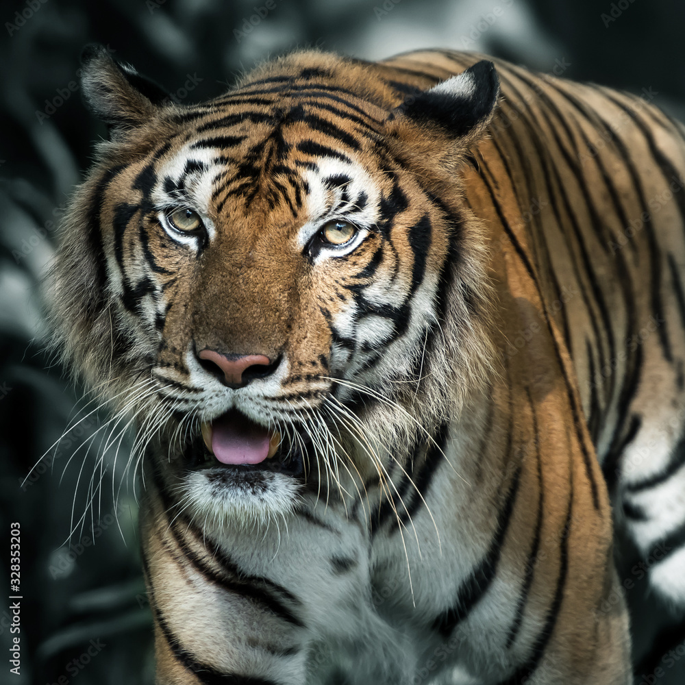 Fototapeta premium Photos of tiger naturally.