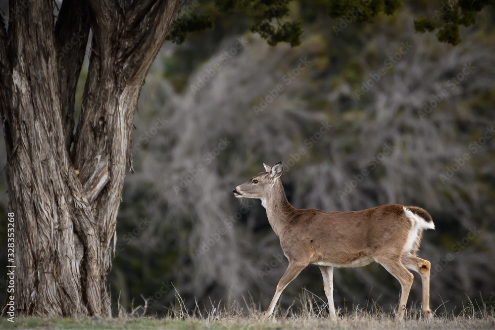 Whitetail Doe on a stroll Whitetail Doe on a stroll