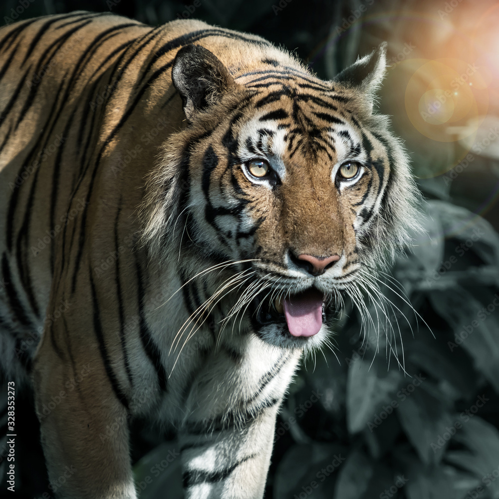 Naklejka premium Photos of tiger naturally.