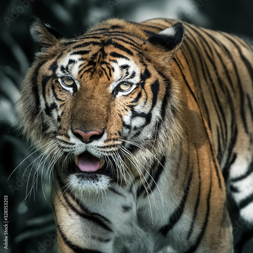 Photos of tiger naturally.