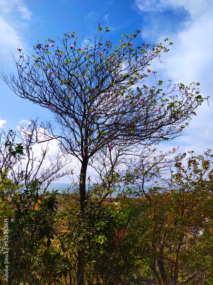Obraz premium tree in bloom