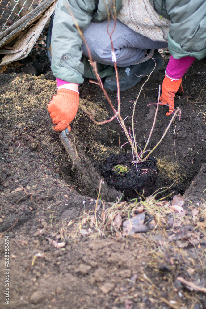 tree planting and hilling of sapling in the ground on the farm tree planting and hilling of sapling in the ground on the farm
