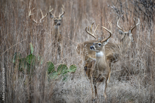 Whitetail Deer in the grass