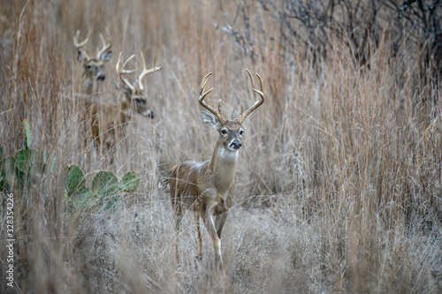 Whitetail Deer in line