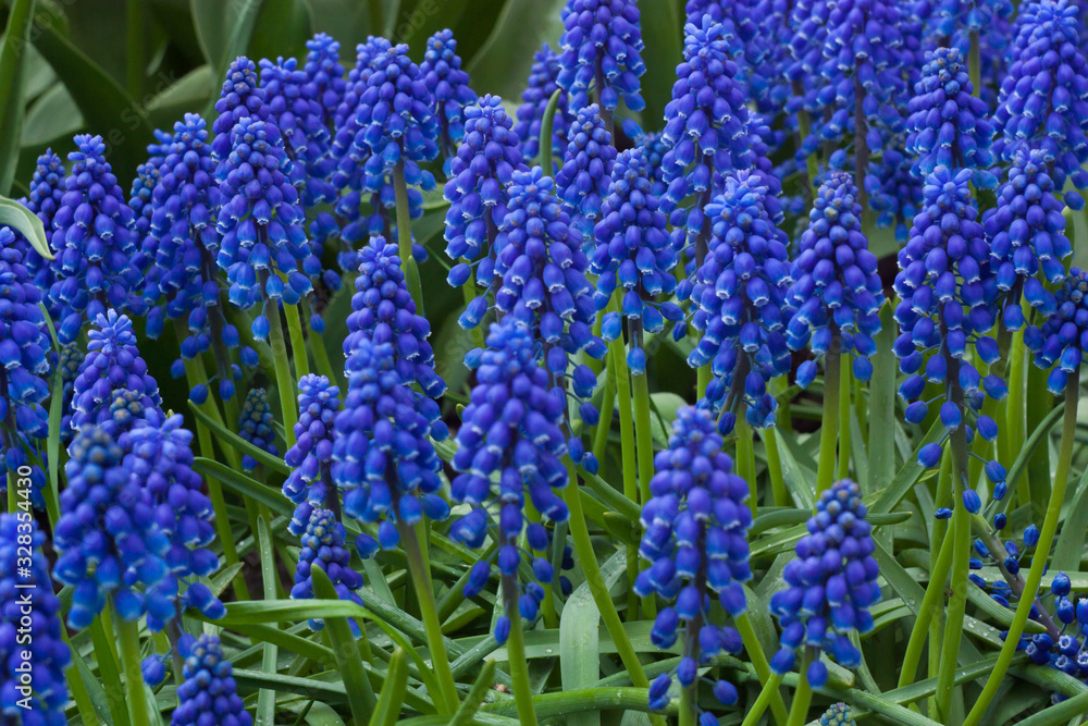 Beautiful tulips, background of blurry tulips in a tulip flowers garden. Nature Beautiful tulips, background of blurry tulips in a tulip flowers garden. Nature