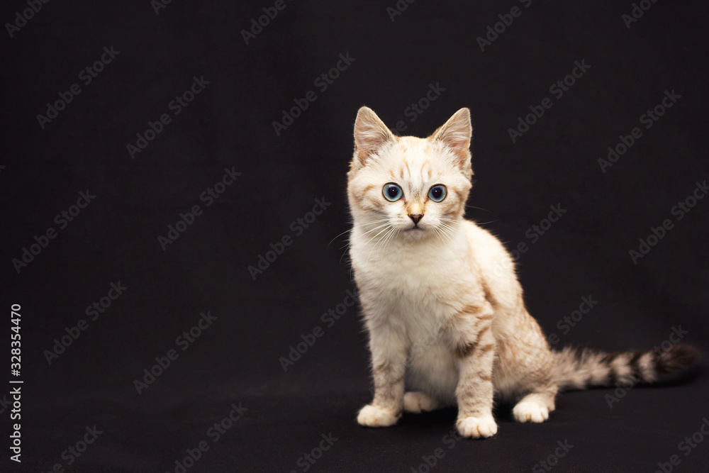 grey furry cat with blue eyes on black background