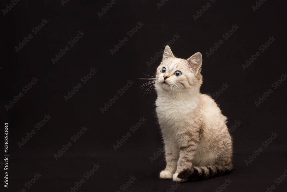 grey furry cat with blue eyes on black background