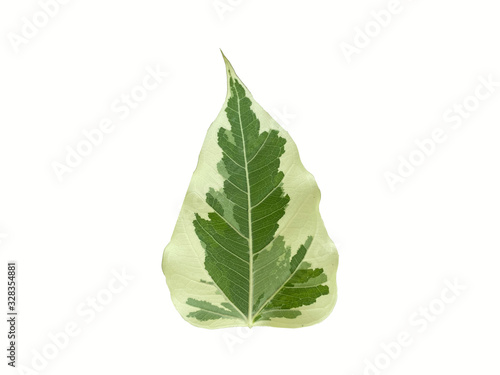 A two tone colours leaf isolated on white background with clipping path. This leaf has an interesting meaning, you will get a luck on financial terms. The leaf seems weird but it is cool.