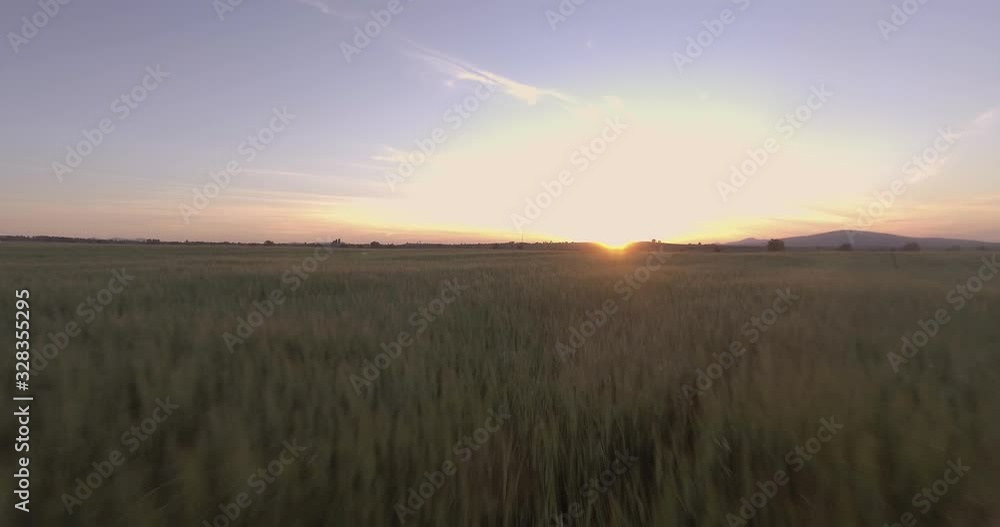 Close Up Wheat Field Aerial Shoot Close Up Wheat Field Aerial Shoot