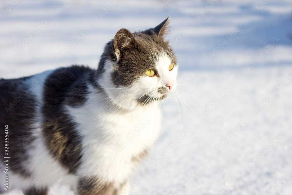 Portrait of a domestic cat in the winter.