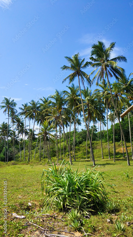 Tropical palm trees on a background of blue sky. Paradise island nature and plants
