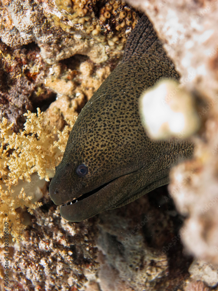 Underwater world - Moray eel between the corals.