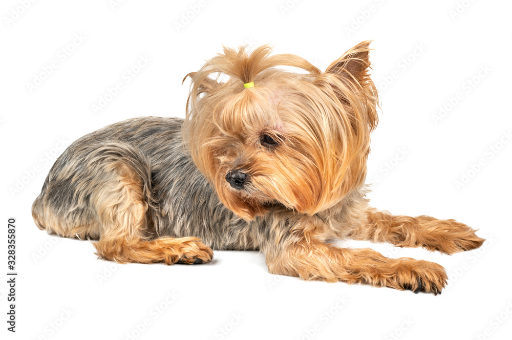 Dog Yorkshire Terrier