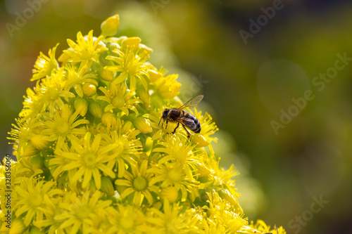 Detail of european or western honey bee pollinating on yellow flowers with warm sunlight on spring afternoon. Bees working on yellow and green flowers. Climate change concept. Pollen allergy.