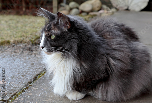 A norwegian forest cat female with alert expression sitting on a pavement