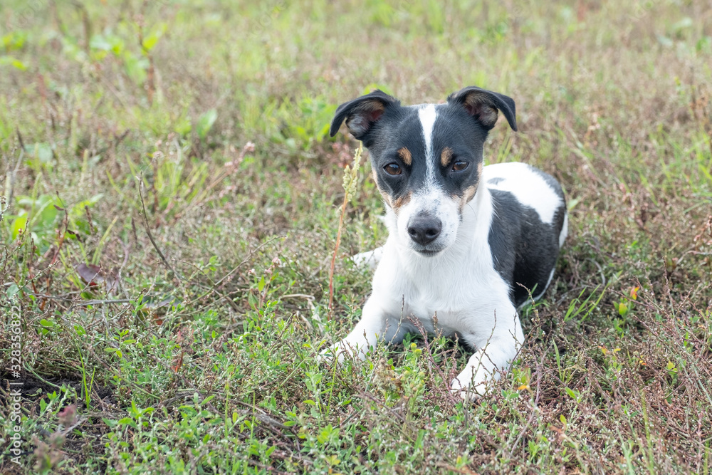 Black and white Jack Russell Terrier lying in a field
