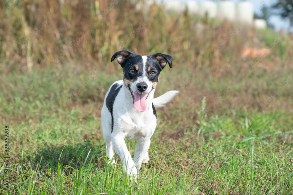 Black and white Jack Russell Terrier running in a field