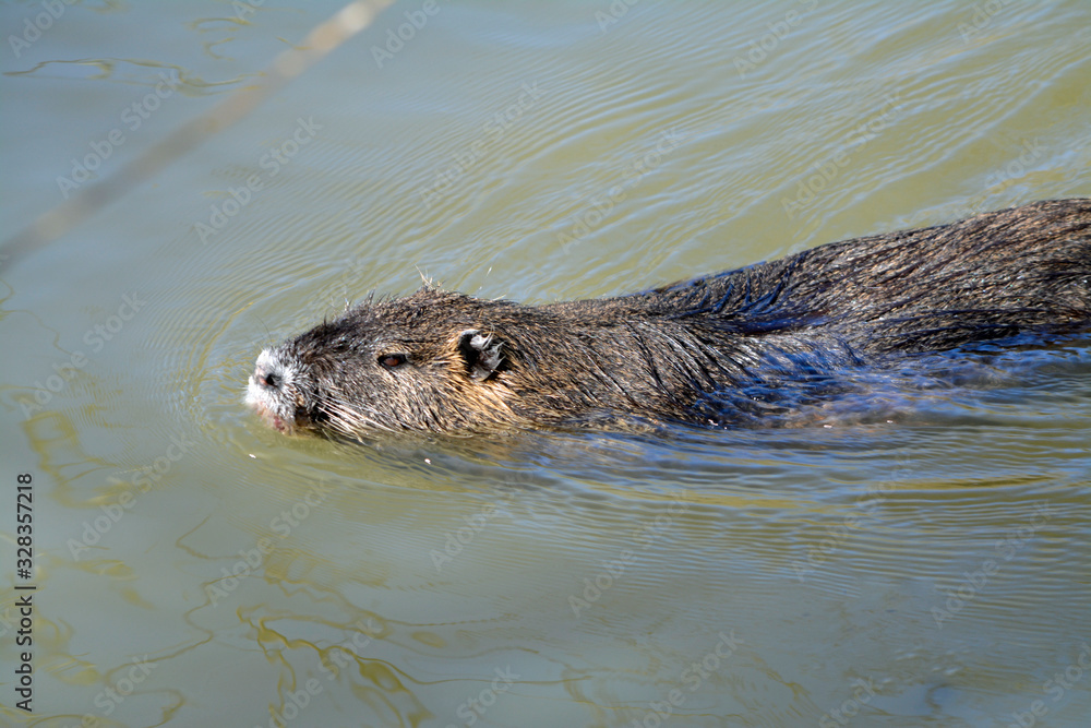 nutria schwimmt