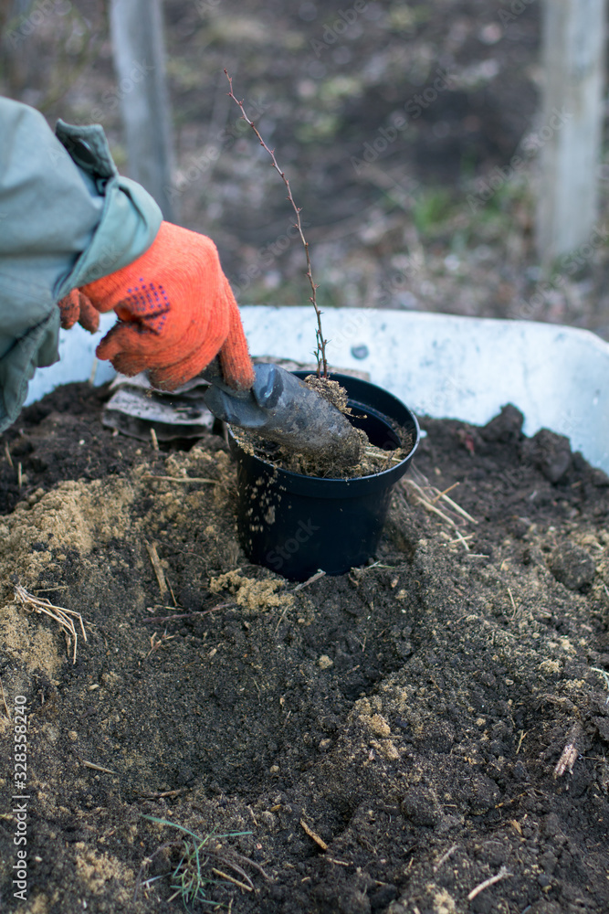 planting and fertilizing seedlings of barberry in pots planting and fertilizing seedlings of barberry in pots