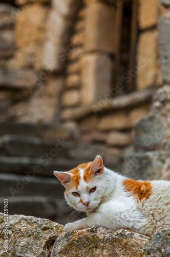 Domestic cat (Felis catus) resting outdoors in alley of old village in the Provence, France
