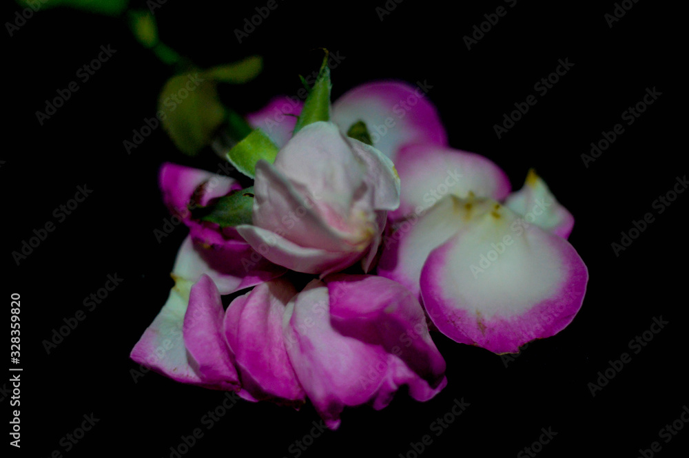 close up little rose with a lot of petals in the black background close up little rose with a lot of petals in the black background