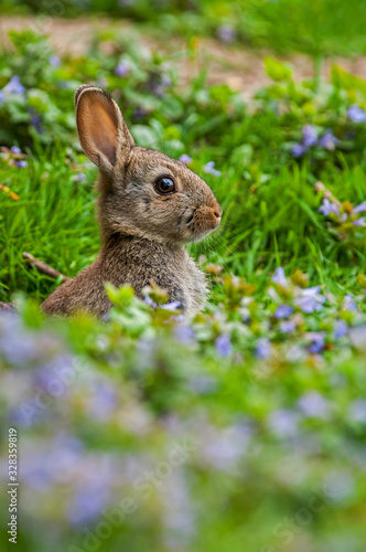 European rabbit (Oryctolagus cuniculus) appearing from burrow entrance in meadow with wildflowers in spring