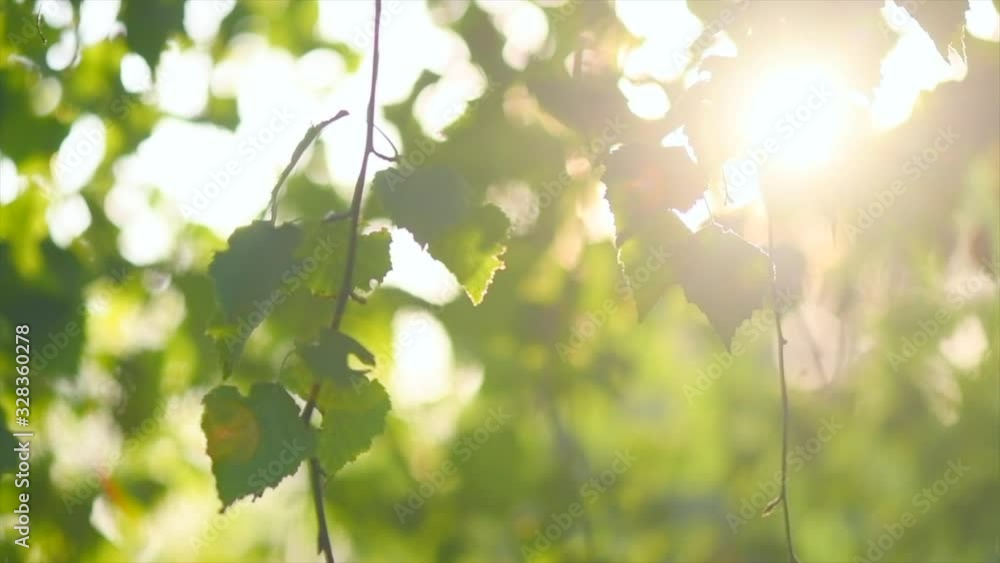 Nature background. Sun flare. Beautiful spring Sun shine through the birch tree green leaves. Blurred abstract bokeh with sun flare. Sunlight. Beams of light. Environment backdrop. Slow motion 4K