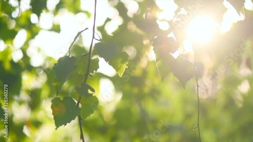 Nature background. Sun flare. Beautiful spring Sun shine through the birch tree green leaves. Blurred abstract bokeh with sun flare. Sunlight. Beams of light. Environment backdrop. Slow motion 4K photo
