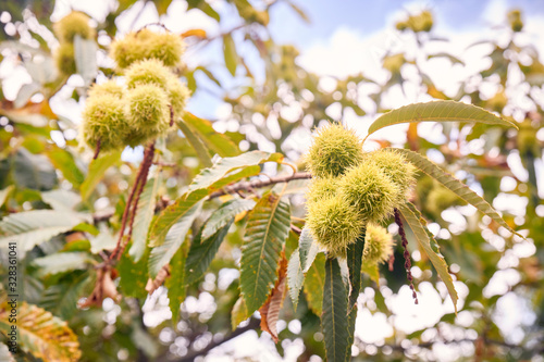 Close-up of chestnuts growing on tree.