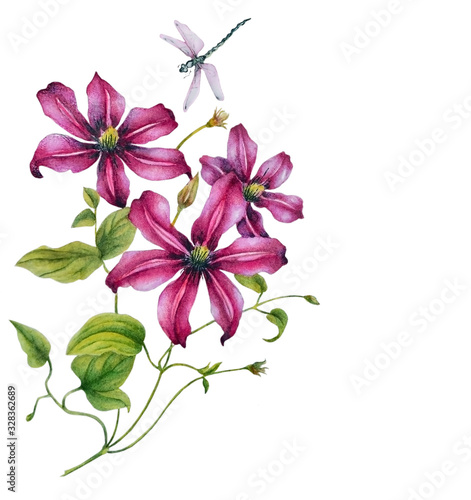  Watercolor illustration with flowers of a beautiful lilac clematis and pink dragonfly.   Can be used as romantic background for wedding invitations  greeting postcards  prints  textile design  packag