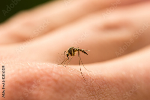 mosquito sucks blood on the arm, annoying pest, harmful insect