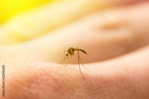 mosquito sucks blood on the arm, annoying pest, harmful insect © Евгений Гончаров