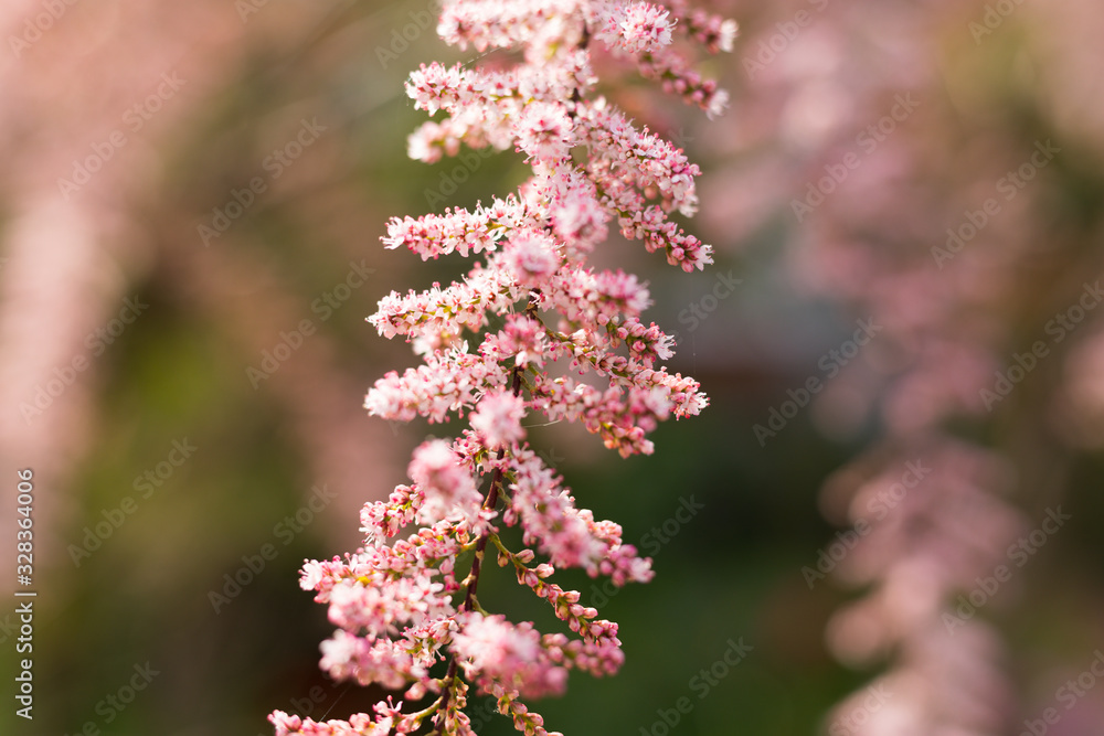 Blossom Twig of Magnificent Pink Tamarix Tree Salt Cedar Plant. Abstract Natural Outdoor Sunny Day Bokeh Background. Spring Flowers. English Garden. Blossom Twig of Magnificent Pink Tamarix Tree Salt Cedar Plant. Abstract Natural Outdoor Sunny Day Bokeh Background. Spring Flowers. English Garden.