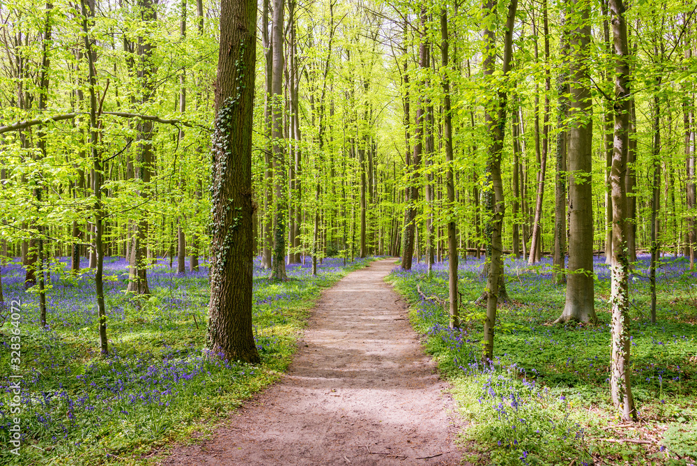 wild hyacinth flowers blooming in the Hallerbos forest in spring wild hyacinth flowers blooming in the Hallerbos forest in spring