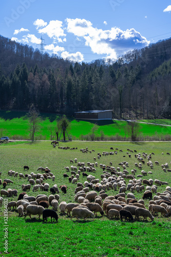 A shepherd with his sheep and dogs and even donkeys in a meadow photo