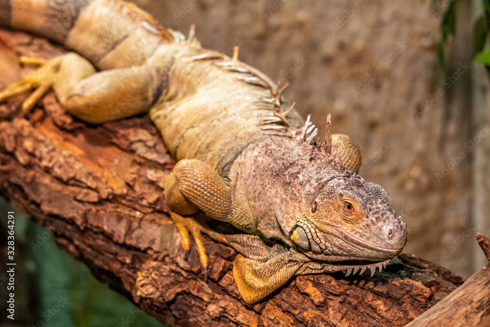 The varan lizard is resting on the wooden branch. Reptile predator. The varan lizard is resting on the wooden branch. Reptile predator.