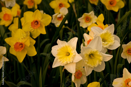 Fototapeta Naklejka Na Ścianę i Meble -  A small cluster of blooming spring daffodils.