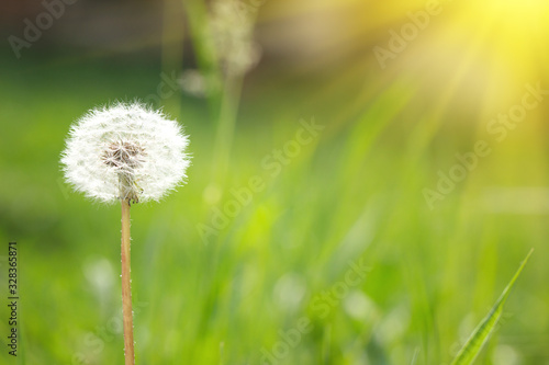 dandelion in the nature with solar light