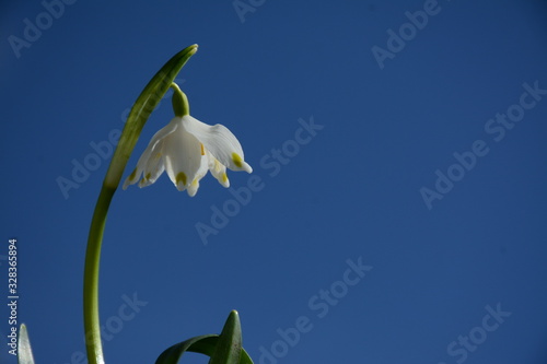 White snowdrop flower against a blue clear sky in the left corner of the leaf. There is a place for text