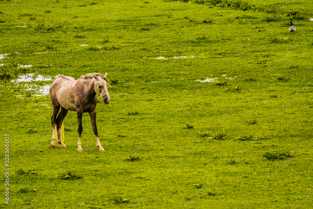 Fototapeta premium Pferd