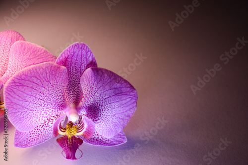 Romantic purple orchid flower in the left corner of the leaf on a pink background with backlight. There is a place for text
