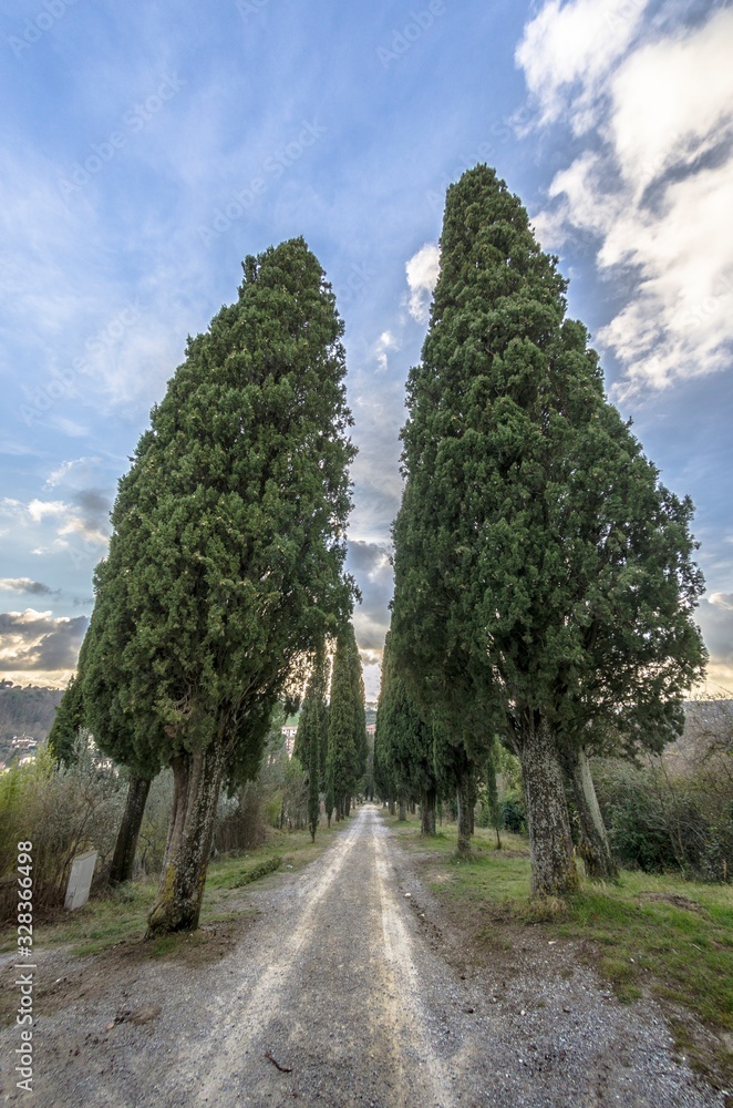 Tree-lined avenue with cypresses typical of Tuscany