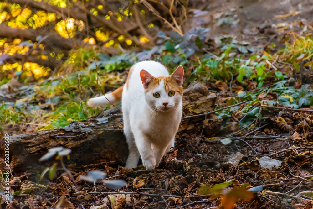 A candid shot of a young stray cat startled while sneaking in an autumn park and looking at camera