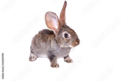 Little gray rabbit isolated on white background. Easter Bunny.