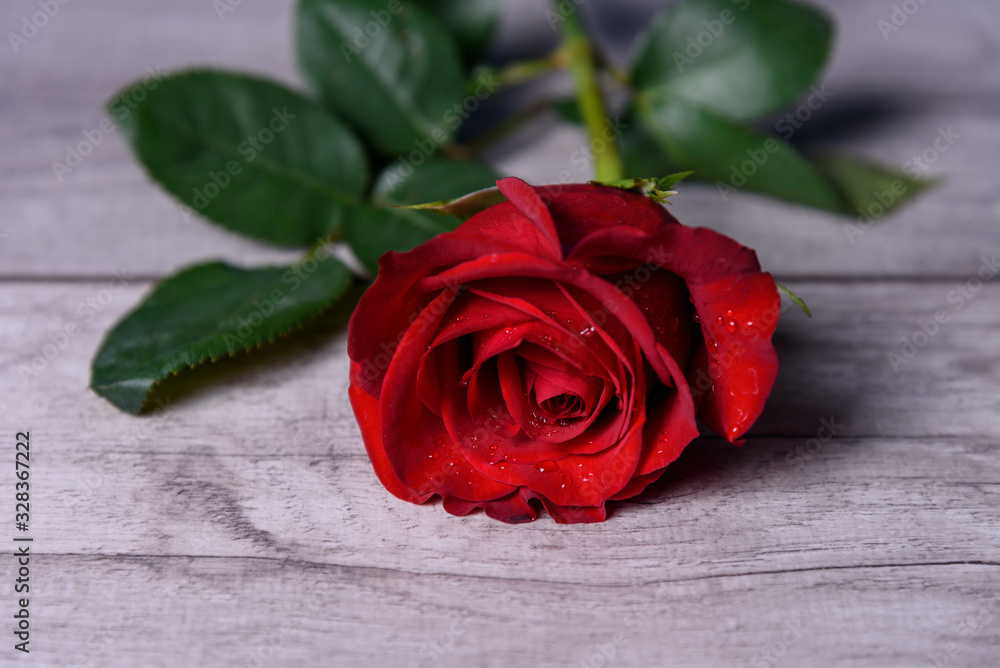 Red rose with water drops on a wooden table close-up. Red rose with water drops on a wooden table close-up.