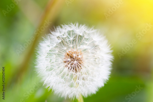 white dandelion  closeup  natural spring background