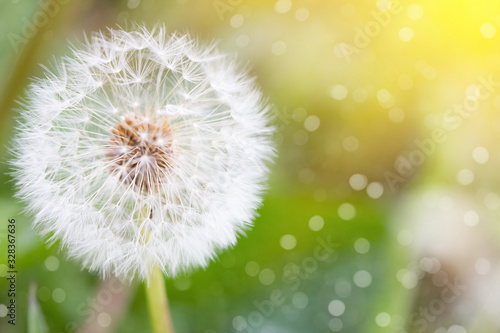 white dandelion  closeup  natural spring background