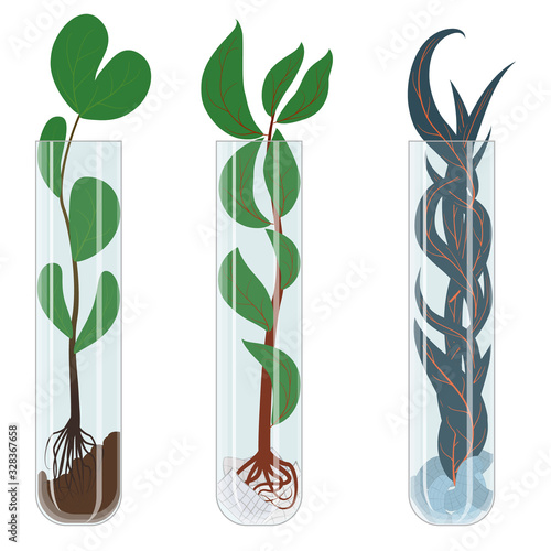 Plants with green and blue leaves in glass test tubes. Vector illustration of a scientific research. An experiment in biotechnology.